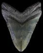 Megalodon Tooth (Restored Root Lobe) - + Foot Shark! #65362-2